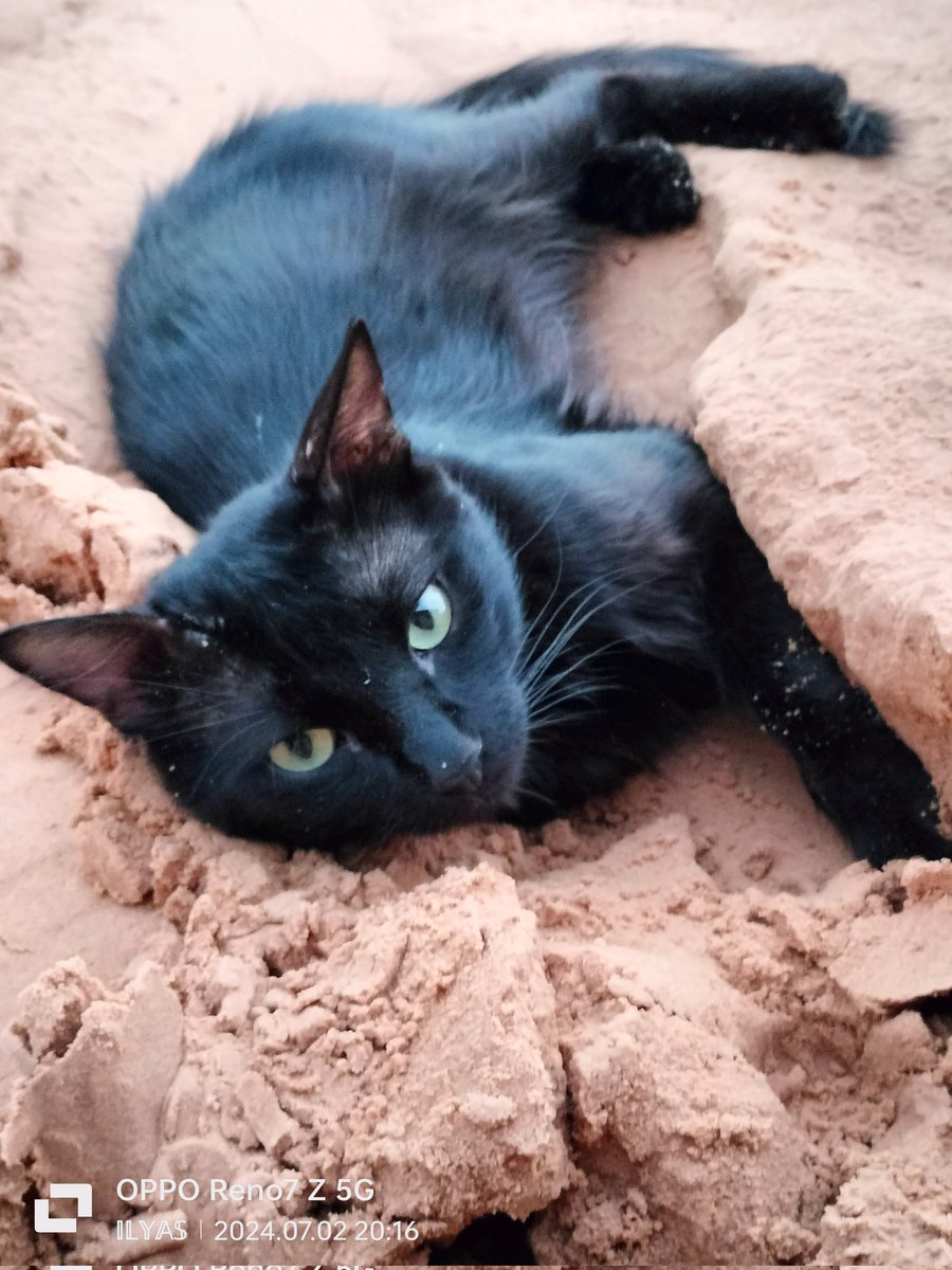 wolfmat44's tweet photo. RIX 🥰🐱😻 https://t.co/AvMNqpUVUZ
