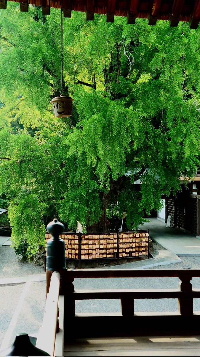 kibitsujinja's tweet image. 樹齢600年の大イチョウ。
悠久の歴史を静かに見守っています。
#吉備津神社 #岡山 #国宝 #再建600年