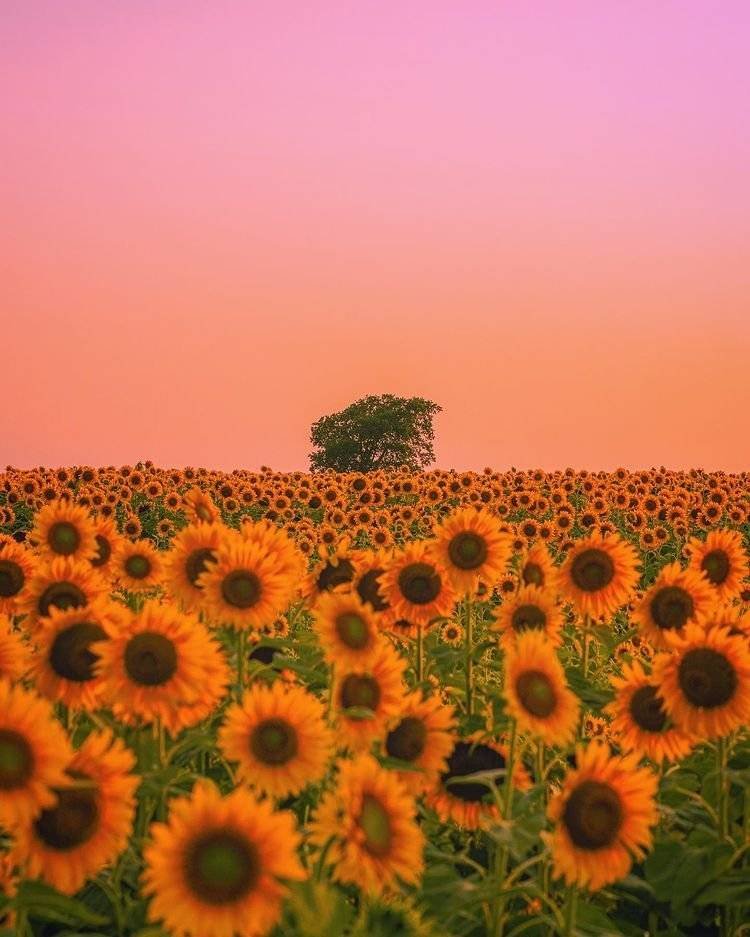 aestheticspost_'s tweet image. Sunflower field