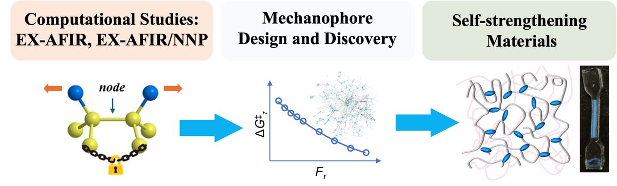 Hokkaido University ICReDD (@icreddconnect) on Twitter photo Rapid self-strengthening double network hydrogels made with thermostable mechanophores! An excellent collaboration now published in <a href="/ChemicalScience/">Chemical Science</a>! Come check it out⬇️
icredd.hokudai.ac.jp/research/13803 Rapid self-strengthening double network hydrogels made with thermostable mechanophores! An excellent collaboration now published in <a href="/ChemicalScience/">Chemical Science</a>! Come check it out⬇️
icredd.hokudai.ac.jp/research/13803