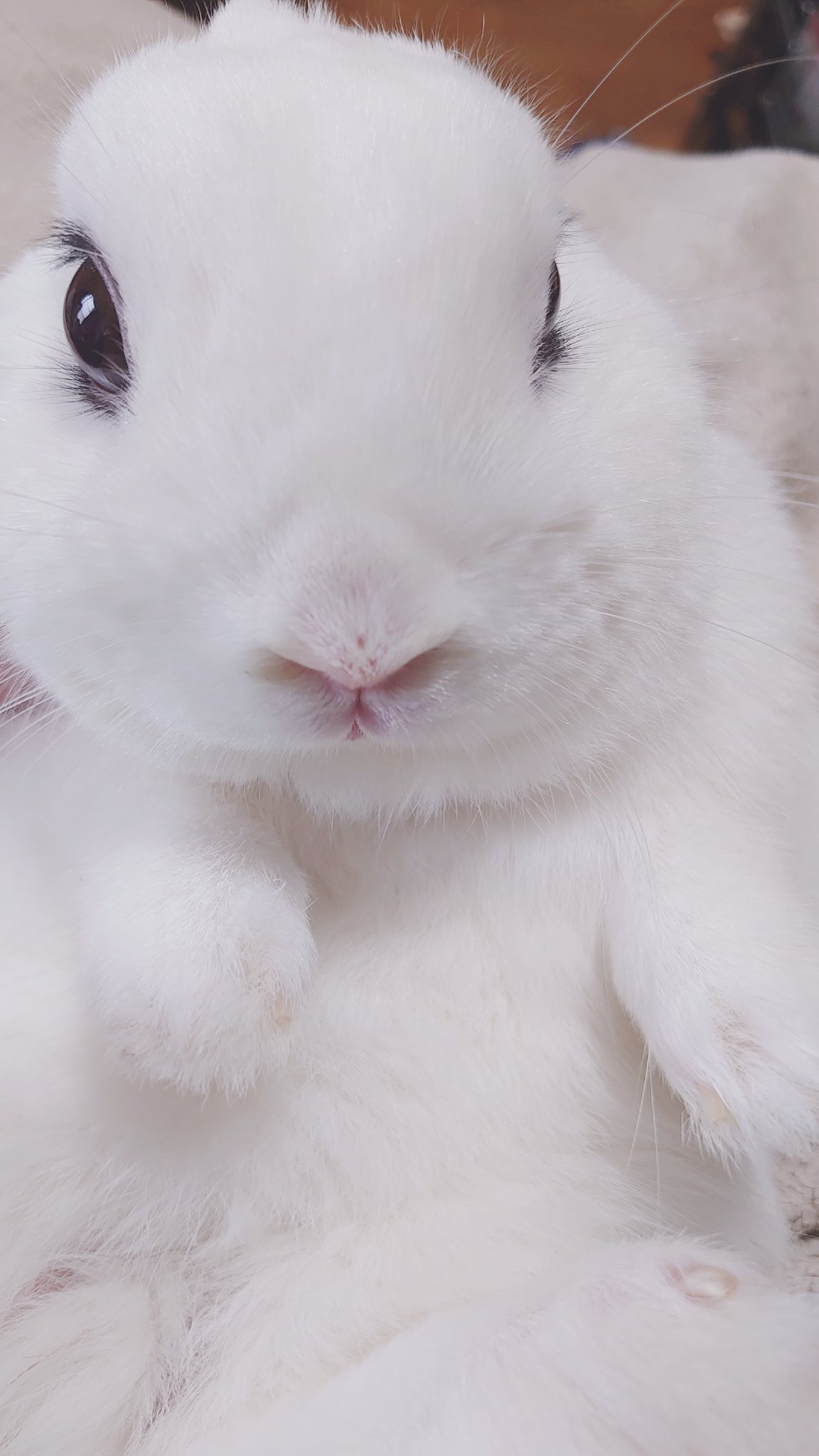 BuNNY TRAP/ﾎﾞｰﾏｽ60 D21.22⋆ᙏ *✨️ on X: 