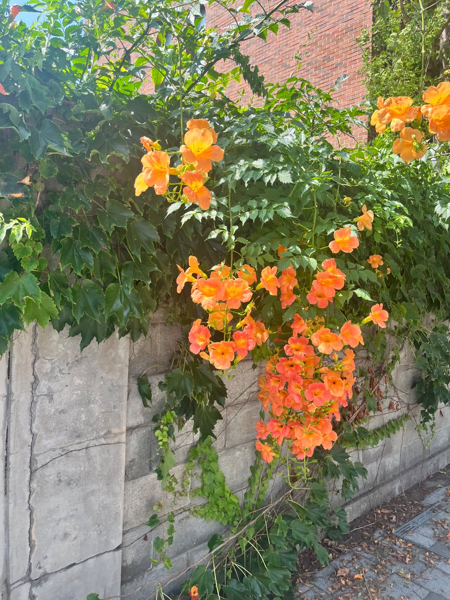 햄님이좋아하는꽃 나도 오늘 사진찍은거잇는데 
오 트친이좋아하는꽃,해서 검고 교재사러가는길에찍음