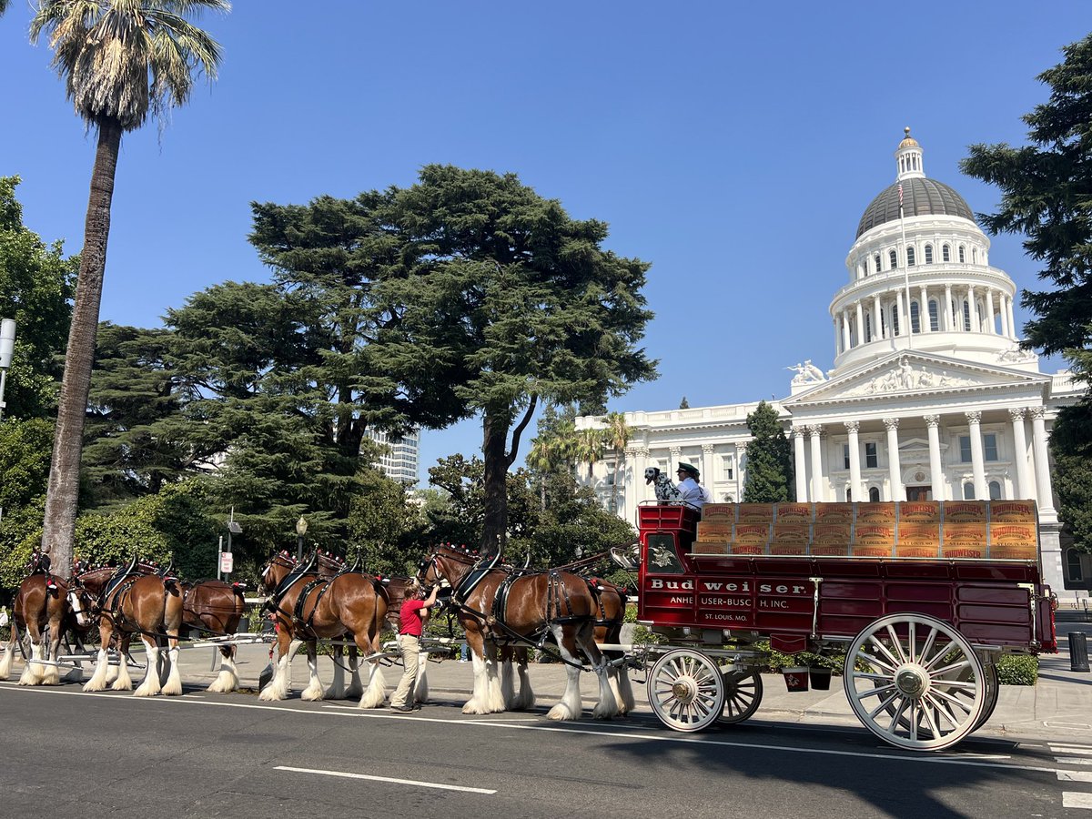 SenatorAshby's tweet image. The Capitol got a visit from the Budweiser Clydesdales today! #TeamAshby enjoyed getting to see these beauties and celebrate 15 years of partnership with Folds of Honor. Catch them at the CA State Fair opening day.