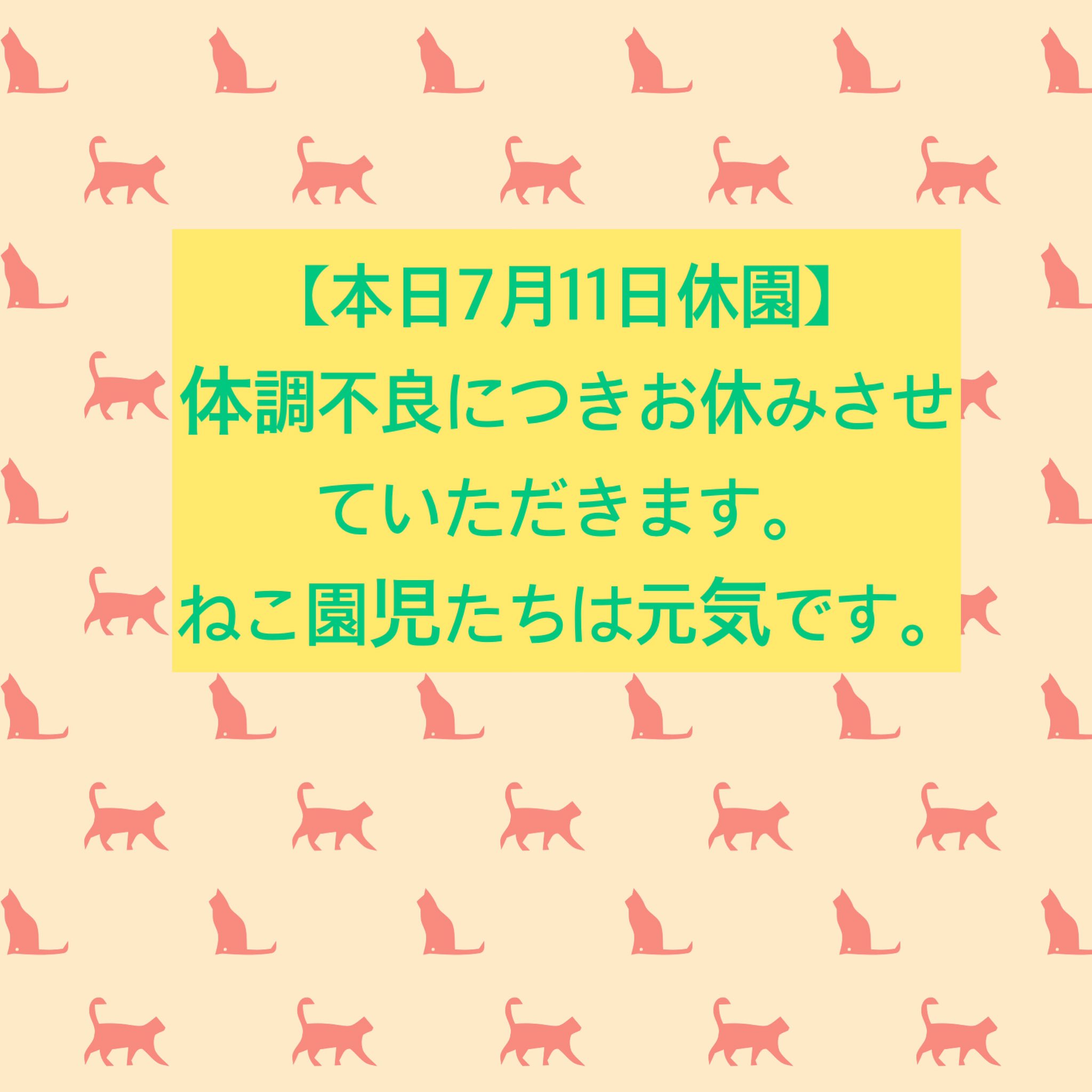 保護猫カフェ 浅草ねこ園 on X: 