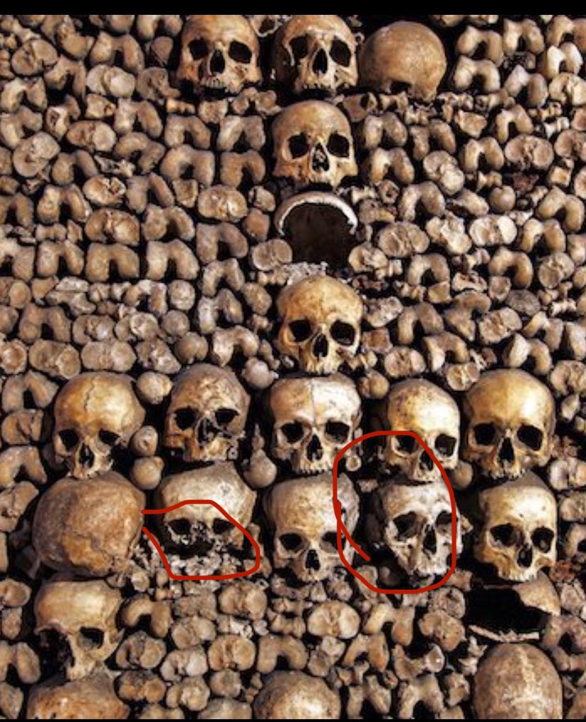 Halloween ON TOP (@halloweenontop) on Twitter photo Some of these skulls are a bit different 
With the eye shapes and morphology Some of these skulls are a bit different 
With the eye shapes and morphology