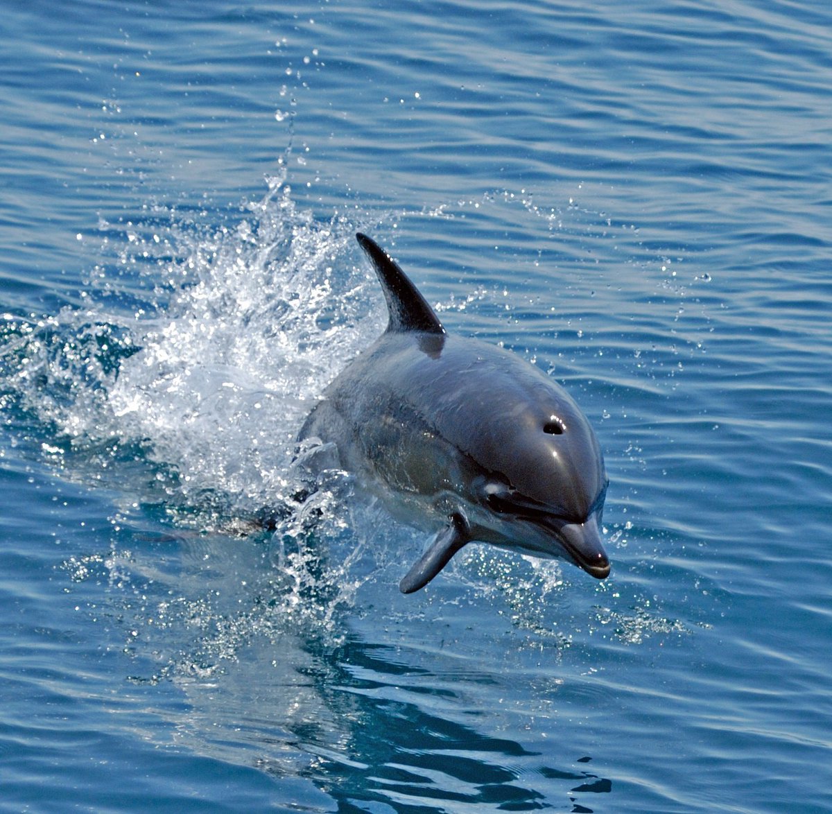 ardatonay's tweet photo. Tırtak (Delphinus delphis) DEN-İZ TUBİTAK 2025 Yaz Karadeniz Seferi #rvtübitakmarmara #cetacea #blackseadolphins #commondolphin @OzsandikciUgur https://t.co/3zvaknvgMk