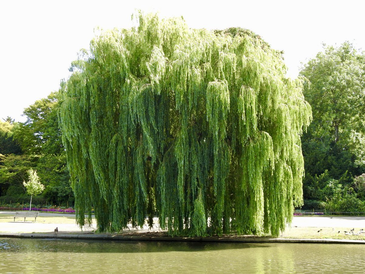 Willow Tree. #VitaminN #Trees
