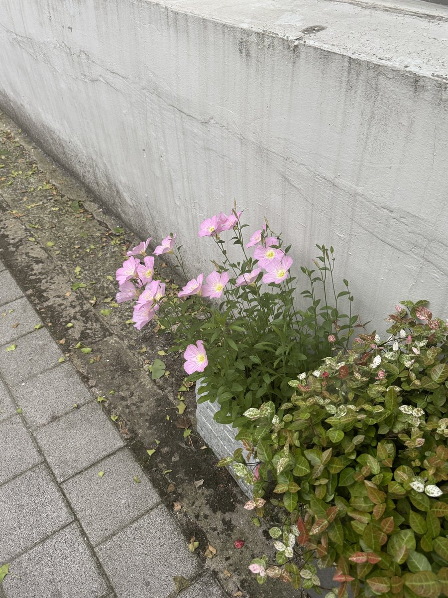 봉고 (@wwwgkyocom) on Twitter photo 