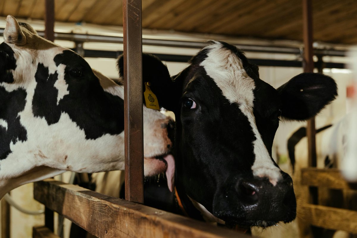 Animals_MDPI's tweet photo. 🌿 The final day of our What Do Ruminants Eat series!
We’re wrapping up with fermentation-based strategies, novel feed uses &amp; methane control in ruminants.
#WhatAnimalsEat https://t.co/BrAHtx5Zu8