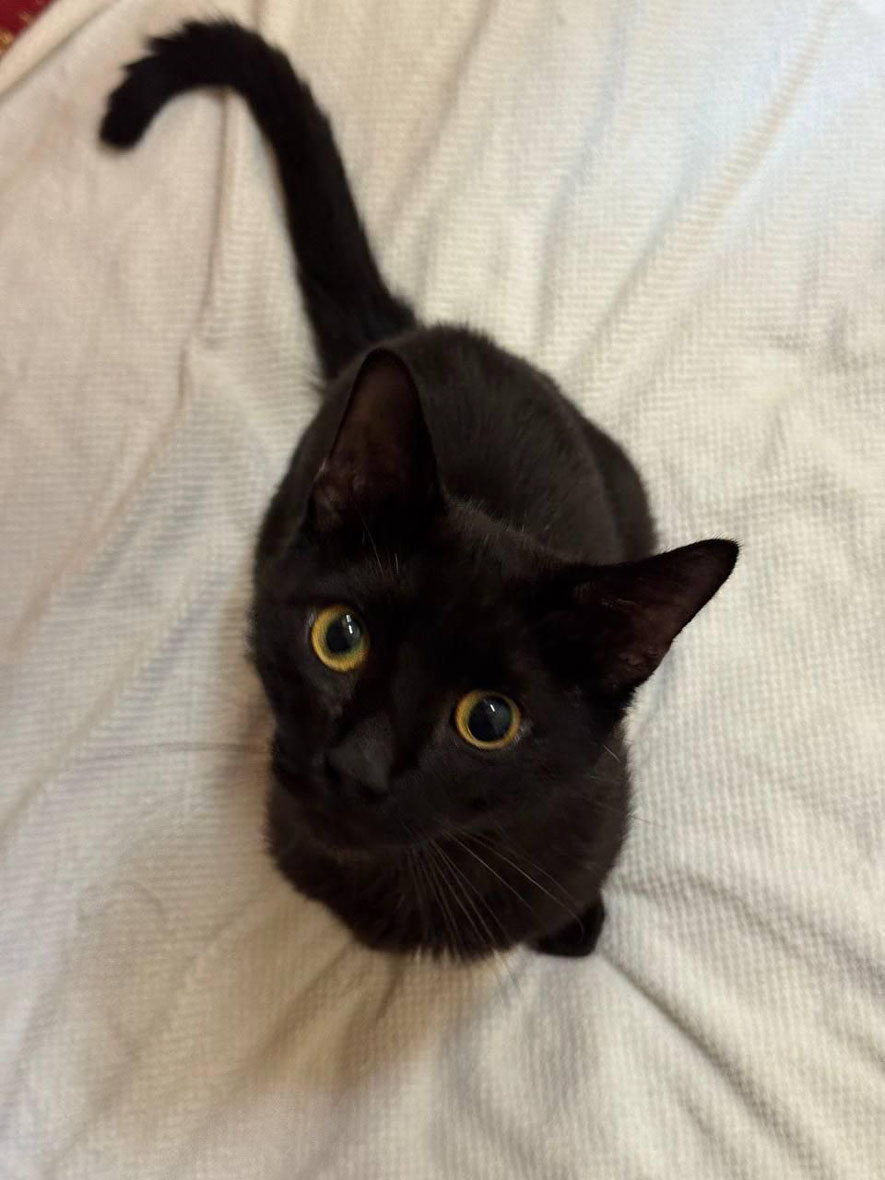 #Москва и МО
Чёрный, молодой и очень крупный ласковый кот ищет дом. ❤️
Он просто плюшевый медведь с огромными лапами и таким же забавным характером, похож на маленькую пантеру.
Мишке 1,5 года, а характер у него очень классный. В меру ласковый и игривый, совсем не злой.