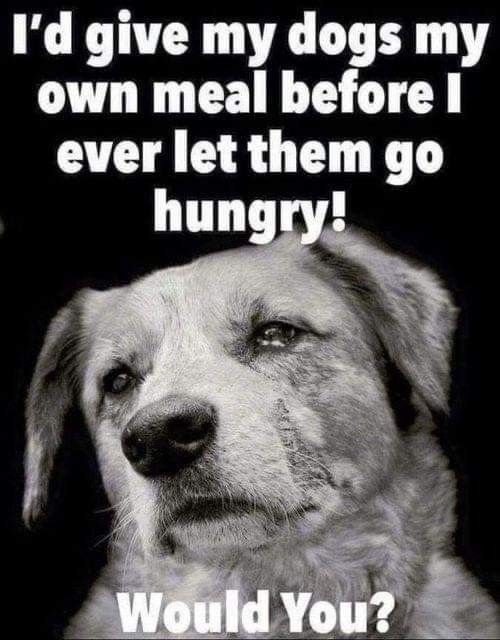 𝕏 Dogs tweet media