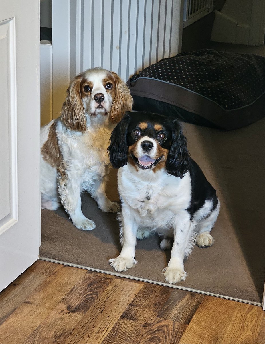 runawaygirl248's tweet image. The boys earlier waiting for early morning zooms before breakfast π
#cavpack #FridayFeeling