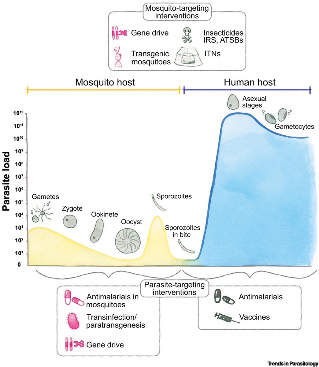 Trends in Parasitology (@trendsparasitol) on Twitter photo Drs Mary-Louise Wilde, Sarah Farrell, Christopher Goodman & <a href="/McfaddenGeoff/">Geoff McFadden</a> review novel techniques for disrupting #malaria #transmission. #Plasmodium #Mosquito #GeneDrive #Paratransgenesis <a href="/BioSci_UniMelb/">BioSciences UniMelb</a> <a href="/UniMelb/">University of Melbourne</a>
authors.elsevier.com/a/1lPdi_XTJP8j… Drs Mary-Louise Wilde, Sarah Farrell, Christopher Goodman & <a href="/McfaddenGeoff/">Geoff McFadden</a> review novel techniques for disrupting #malaria #transmission. #Plasmodium #Mosquito #GeneDrive #Paratransgenesis <a href="/BioSci_UniMelb/">BioSciences UniMelb</a> <a href="/UniMelb/">University of Melbourne</a>
authors.elsevier.com/a/1lPdi_XTJP8j…
