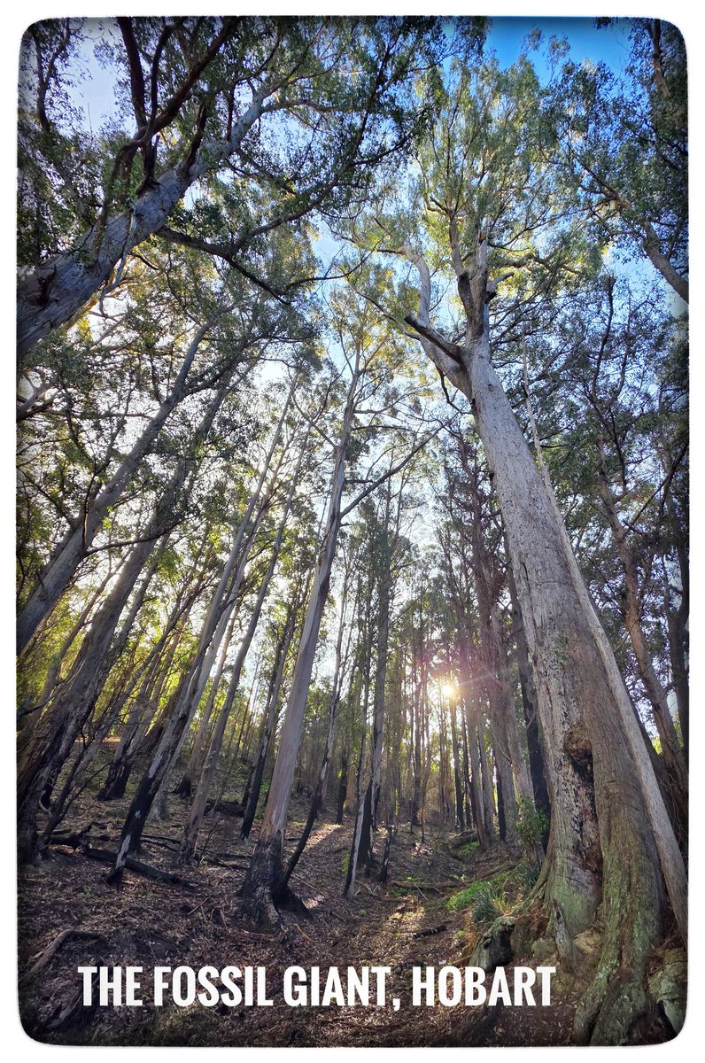 pjfred60's tweet photo. Today we visited the Fossil Giant, in the shadows of Mt Wellington. This giant stringybark grows on sandstone rock and fossilised lace corals and brachiopods from 250m years ago. Glorious to see. #Hobart #trees4resilience #TreeGiants https://t.co/N0FybNfgPo