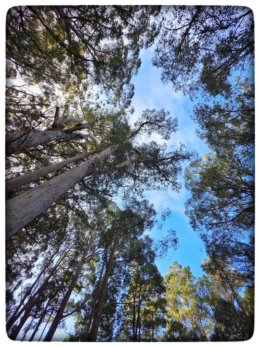 pjfred60's tweet photo. Today we visited the Fossil Giant, in the shadows of Mt Wellington. This giant stringybark grows on sandstone rock and fossilised lace corals and brachiopods from 250m years ago. Glorious to see. #Hobart #trees4resilience #TreeGiants https://t.co/N0FybNfgPo
