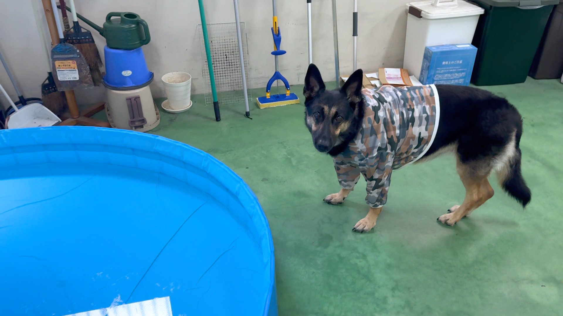 犬マン kohasan0930 on X: 