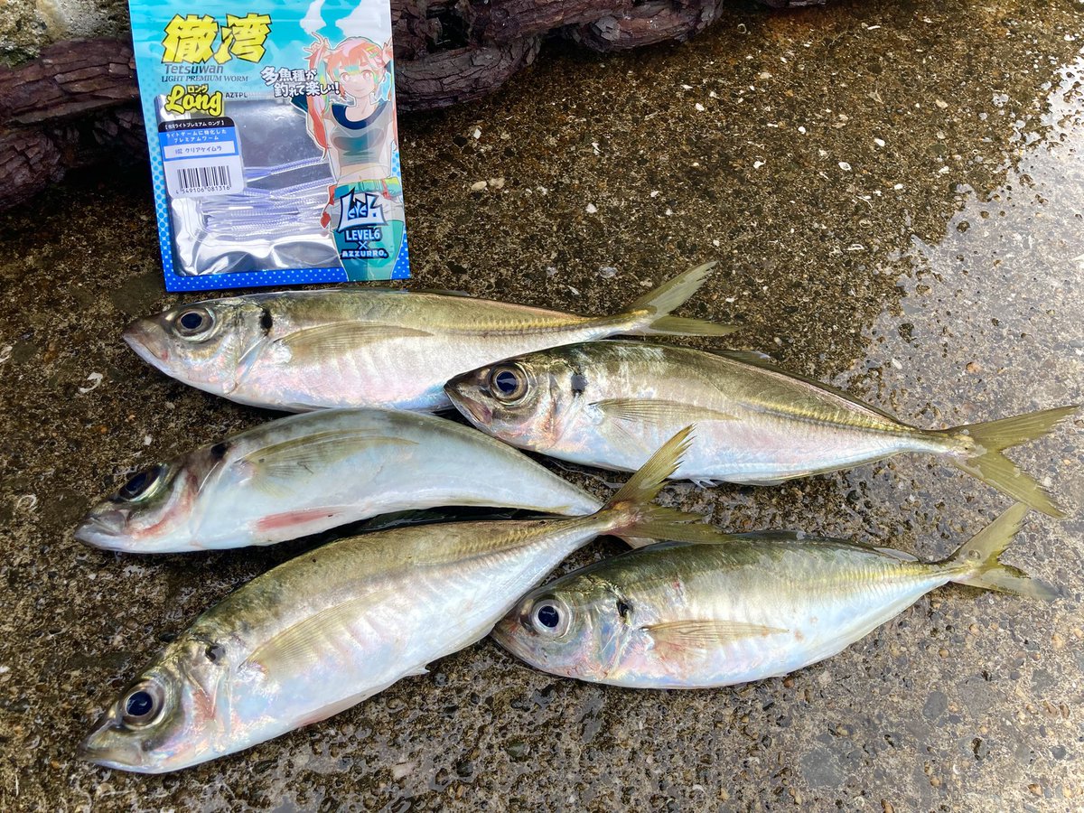 おそらくですけれども、岸和田一文字アンバサダーは名乗って良い猫だと思ってますにゃー！！
今朝はホウボウの幼魚釣りましたにゃー。本命はショアバチコンでアジにゃー。
#カワキン