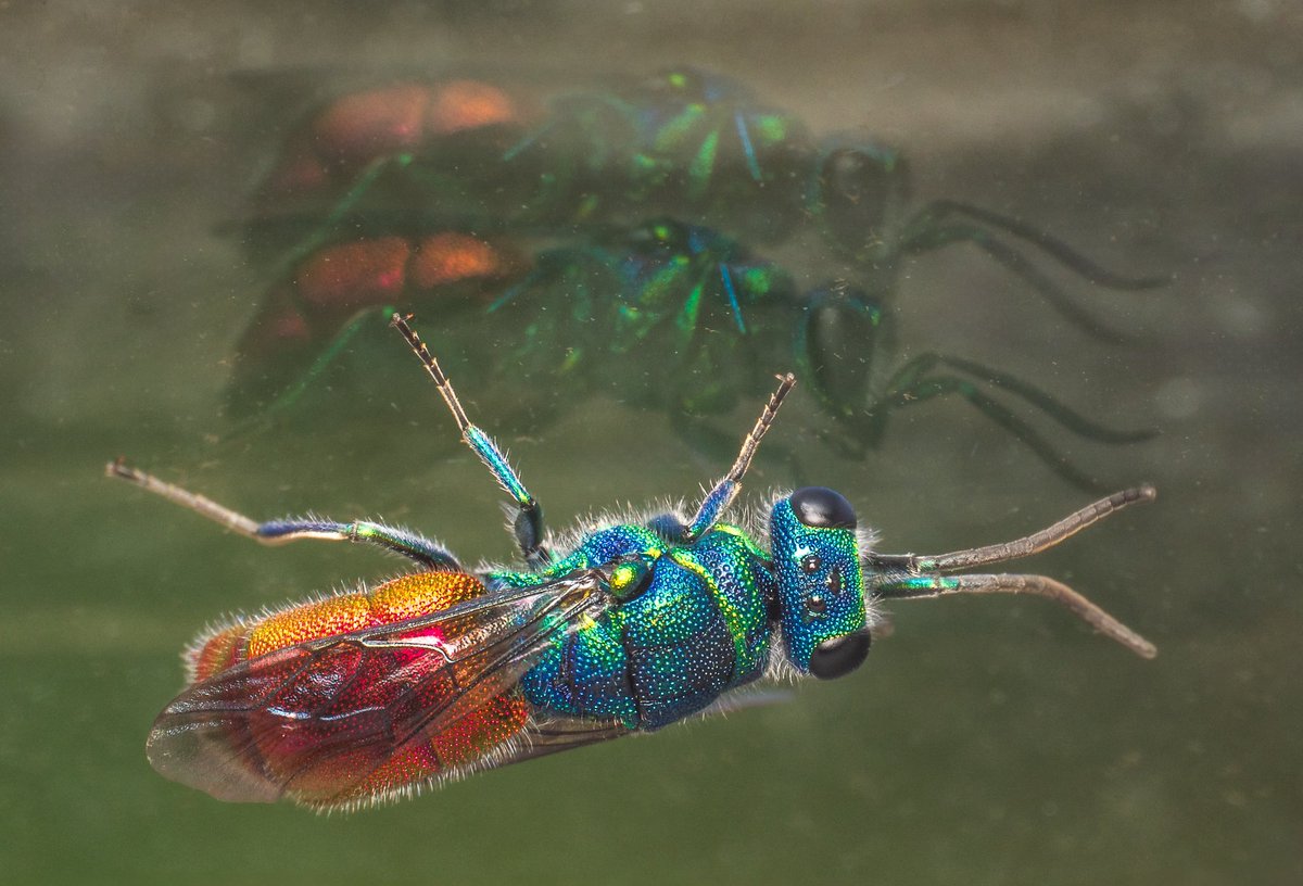 Andrew Fusek Peters (@2peters) on Twitter photo This ruby tailed wasp flew into my window and I got 3 for the price of one! <a href="/Natures_Voice/">RSPB</a> <a href="/ShropsWildlife/">Shropshire Wildlife Trust</a> <a href="/OMSYSTEMcameras/">OM SYSTEM Cameras</a> <a href="/WildlifeMag/">BBC Wildlife</a> <a href="/NatGeoYourShot/">NG Your Shot</a> #natgeoyourshortnature This ruby tailed wasp flew into my window and I got 3 for the price of one! <a href="/Natures_Voice/">RSPB</a> <a href="/ShropsWildlife/">Shropshire Wildlife Trust</a> <a href="/OMSYSTEMcameras/">OM SYSTEM Cameras</a> <a href="/WildlifeMag/">BBC Wildlife</a> <a href="/NatGeoYourShot/">NG Your Shot</a> #natgeoyourshortnature