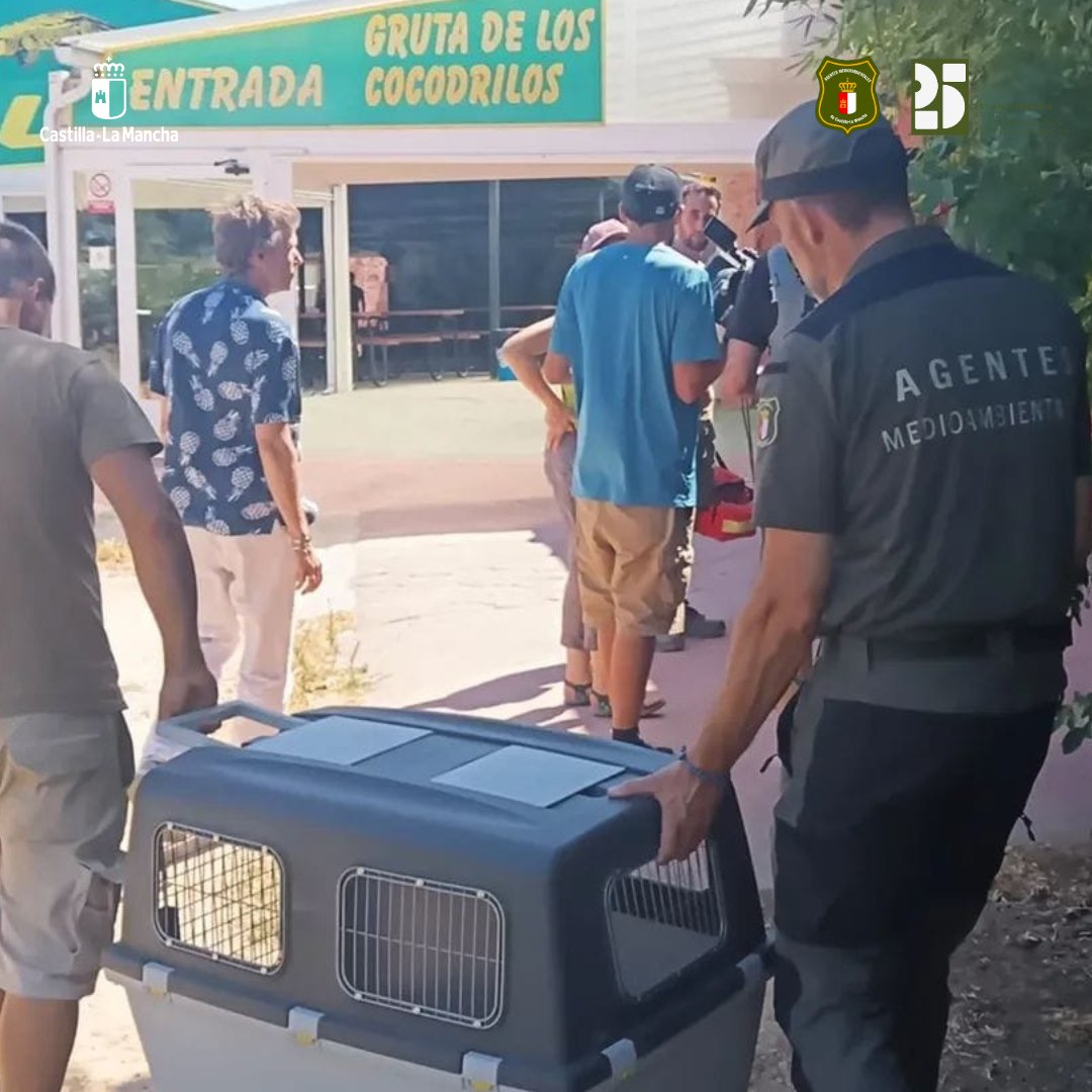 Agentes Medioambientales CLM (@aamm_jccm) on Twitter photo 🚨#AgentesMedioambientales de <a href="/gobjccm/">Gobierno de Castilla-La Mancha</a> intervenimos en el pantano de Almansa, donde unos pescadores capturaron un Caimán yacaré.
👉 Junto a <a href="/guardiacivil/">Guardia Civil</a> coordinamos su traslado al <a href="/Safari_Madrid/">Safari Madrid</a>.
⚠️ Especie exótica fuera de su hábitat. ¡Protejamos nuestra biodiversidad! 🐊 🚨#AgentesMedioambientales de <a href="/gobjccm/">Gobierno de Castilla-La Mancha</a> intervenimos en el pantano de Almansa, donde unos pescadores capturaron un Caimán yacaré.
👉 Junto a <a href="/guardiacivil/">Guardia Civil</a> coordinamos su traslado al <a href="/Safari_Madrid/">Safari Madrid</a>.
⚠️ Especie exótica fuera de su hábitat. ¡Protejamos nuestra biodiversidad! 🐊