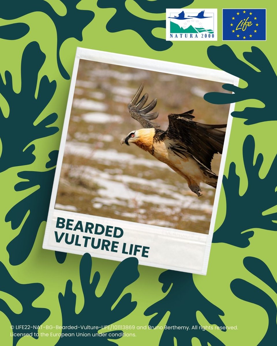 LIFE Programme (@lifeprogramme) on Twitter photo 200+ pairs of the threatened Bearded vulture were reintroduced to the Balkans due to #LIFEProject Bearded Vulture LIFE 🪶
Recently featured in <a href="/euronewsgreen/">Euronews Green</a> 🎥👉
euronews.com/green/2025/06/…
#RoadtoGreen <a href="/EU_ENV/">EU Environment</a> 200+ pairs of the threatened Bearded vulture were reintroduced to the Balkans due to #LIFEProject Bearded Vulture LIFE 🪶
Recently featured in <a href="/euronewsgreen/">Euronews Green</a> 🎥👉
euronews.com/green/2025/06/…
#RoadtoGreen <a href="/EU_ENV/">EU Environment</a>
