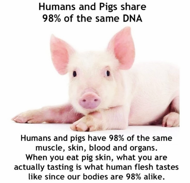 gianni_runco's tweet photo. Sono tra gli animali più intelligenti e condividono con gli esseri umani, circa il 98% del DNA. GoVegan! #GoVegan #AnimalRights #veganfood #veganism #veganlife #crueltyfree #Vegan #nomeat #vegano #plantbased #vegetables #animallovers #veganrevolution #veganworld #savethepigs https://t.co/D7O8egxoMQ