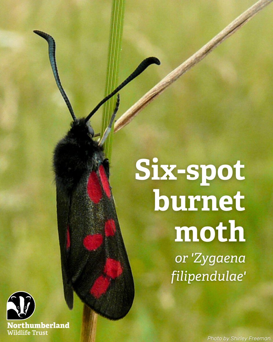 The six-spot burnet moth is a day-flying moth that flies with a slow, fluttering pattern. The red spots of burnet moths indicate to predators that they are poisonous: they release hydrogen cyanide when attacked.

#FactFriday