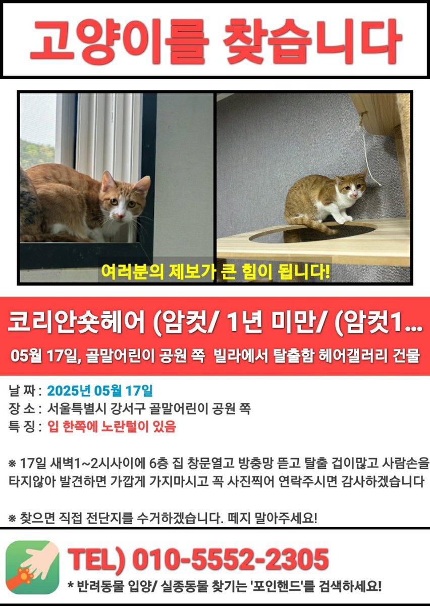 RT) 📢 감귤이를 찾습니다
감귤이는 2025년 5월17일 화곡동 곰달래로 골말어린이 공원 주택가에서 방충망뚤고 탈출한 아이입니다... 벌써 아이 읽어버린지 2달이 들어가요...떨어질때 다리를 다친거같아 걱정입니다..... 제발 아이 찾을수있게 도와주세요ㅠ