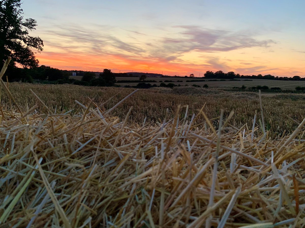 All being well barley harvest will complete today. Fantastic end to the day yesterday, warm harvest evenings always a satisfying time of the year. #bentfieldburyfarms