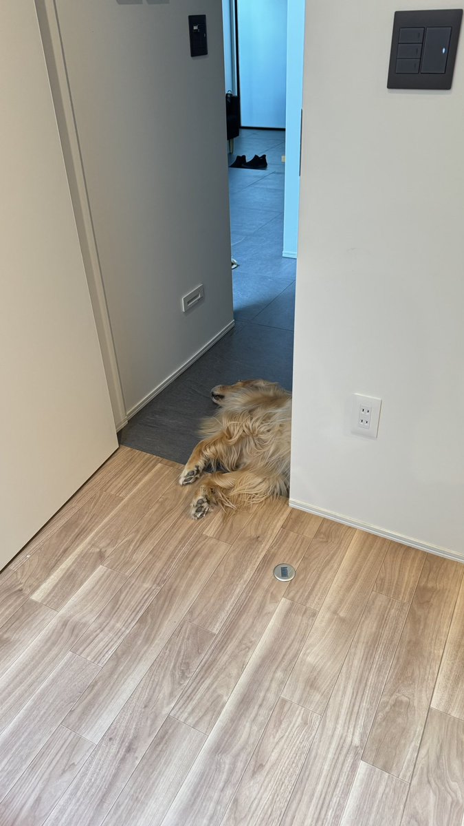 いろんな所に大型犬が落ちているので注意しましょう