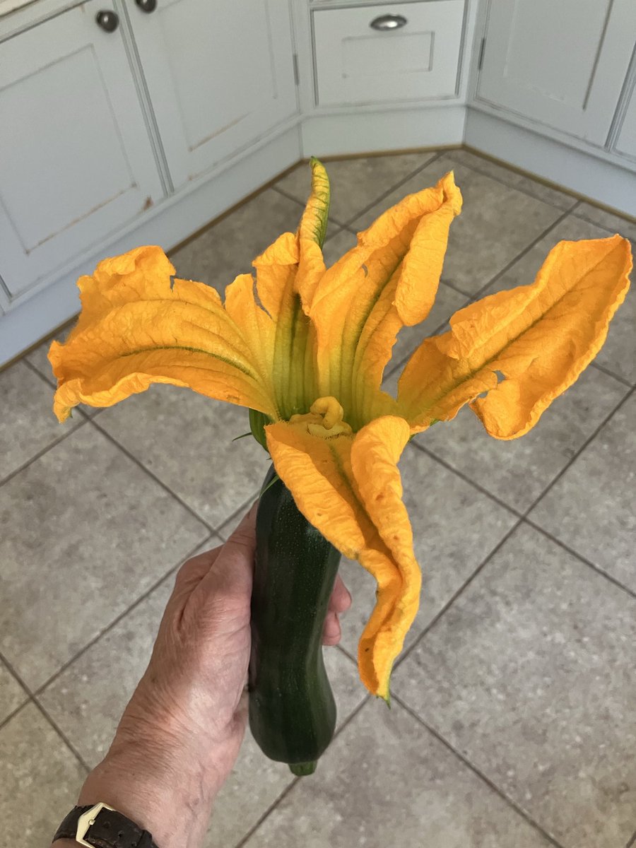 Janenewberry55's tweet image. Isn’t a just-picked courgette a miracle??
#gardenveg #poetryprompt