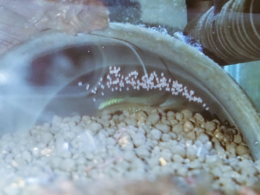 #Apistogramma #agassizii #Blue Flame

我が家のブルーフレームのペアなかなか産卵か成功しなかった。
原因は♂のやる気が無く無精卵😮‍💨
♀は数十回産卵し♂を誘ってるのに

今日初めてペアが仲良くシェルターに入ってるの見たあと産卵🥚してました🎵

これは期待できそう！
ってか期待させて〜🥰