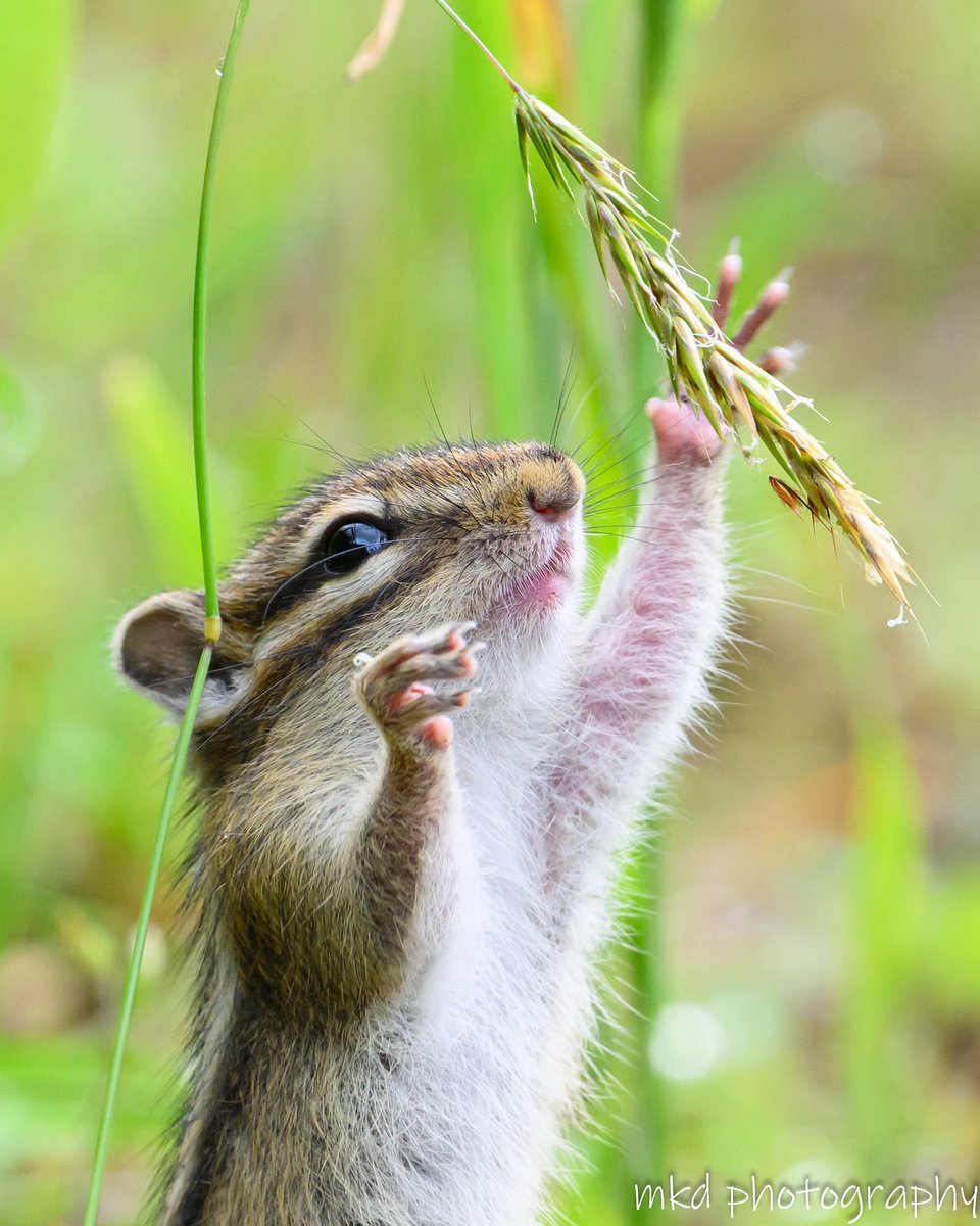 m_kudo44's tweet image. コレ美味しい子のぉ〜
#エゾシマリス