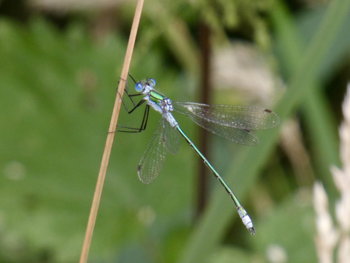 DavidWalsh22's tweet image. Last Saturday’s @SuffolkBirdGrp walk at @suffolkwildlife Redgrave & Lopham Fen was popular with 26 members attending! The collective knowledge was considerable & we saw a wide variety of wildlife. Purple Hairstreak + Common Emerald Damselflies posed nicely for the photographers.