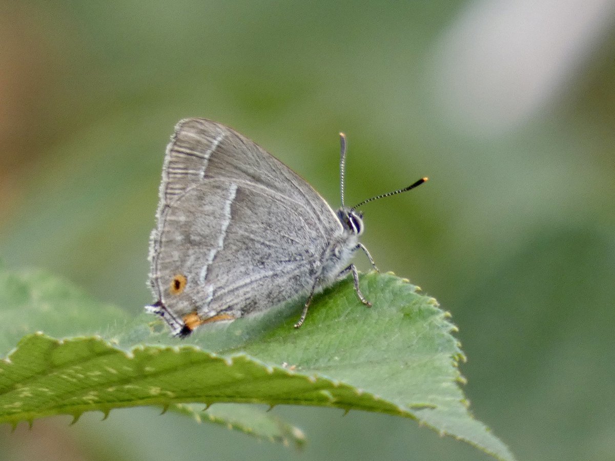 DavidWalsh22's tweet image. Last Saturday’s @SuffolkBirdGrp walk at @suffolkwildlife Redgrave & Lopham Fen was popular with 26 members attending! The collective knowledge was considerable & we saw a wide variety of wildlife. Purple Hairstreak + Common Emerald Damselflies posed nicely for the photographers.