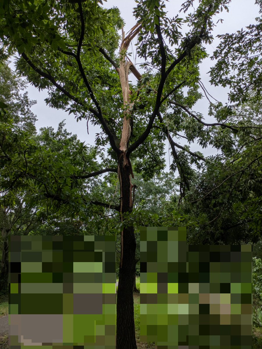 Sazamoth's tweet image. 近所に凄まじい状態の木があったけど、落雷のせいかな