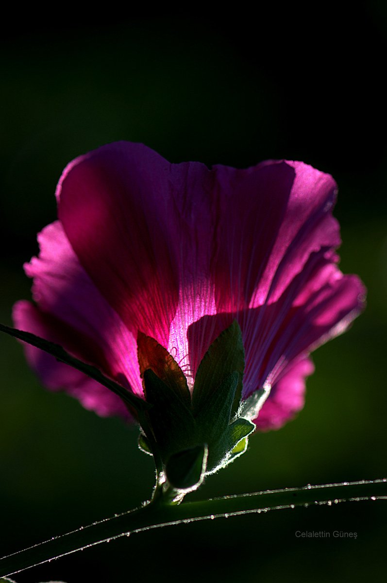 Bozkırın serâzat güzeli; Gülhatmi
