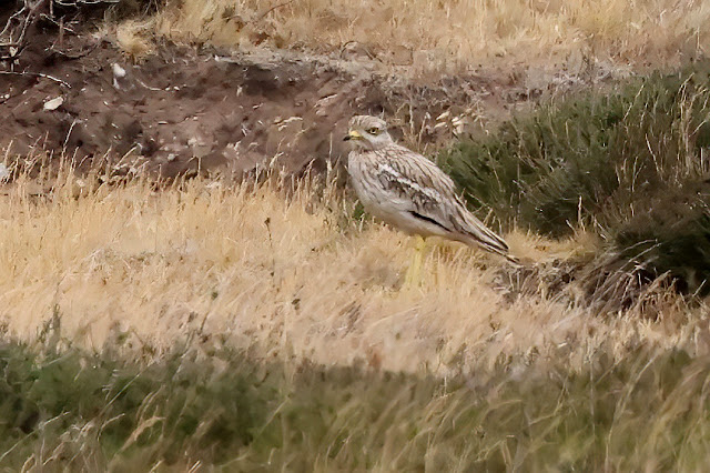 NEW BLOG: Cavenham Heath. To view click on seymourbirdies.blogspot.co.uk