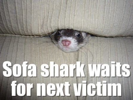 Ferret Every Hour (@ferretperhour) on Twitter photo 