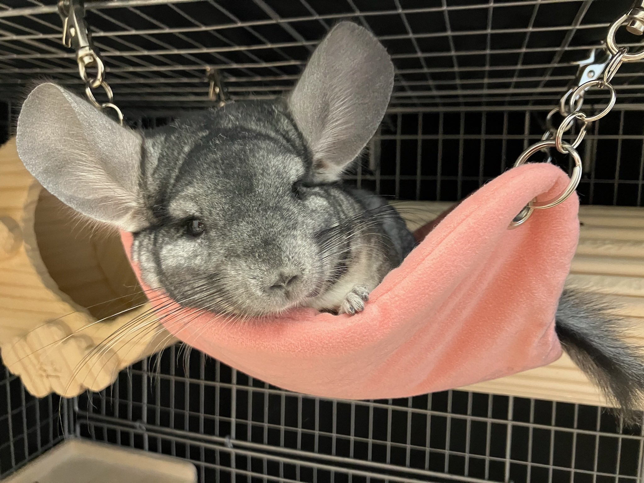 ❣ ちーこっこ ❣ ちーこっこ🐭 (@koyukineko9) / X