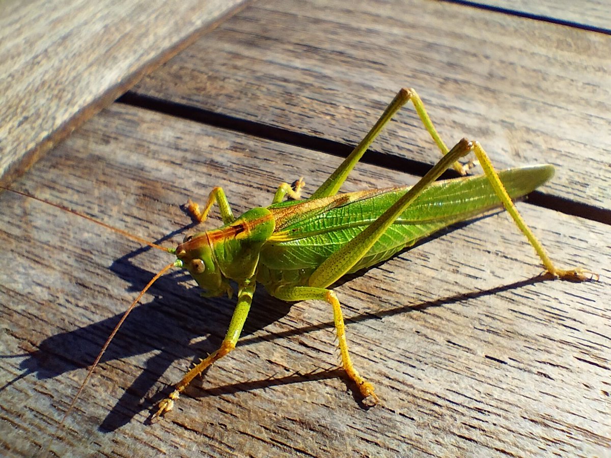Ur c 'houviad dic'hortoz zo deuet da rannañ lein ganeomp ar beure-mañ. #vakañsoù #hañv
A surprise guest has come to share breakfast with us this morning. #summerholidays
Un invité-surprise est venu partager le petit déjeuner avec nous ce matin.  #vacances