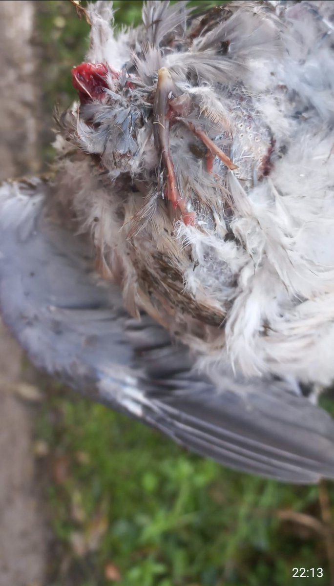 Neighbour witnessed a buzzard taking down a pigeon. Took off and  left a couple of claws behind. ...