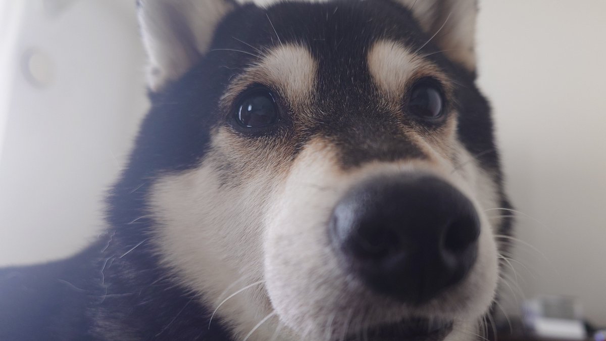 明日、和歌山へ行く桃を買いに行くけど暑いからシバコ🐶は置いて行く？(家で留守番)って旦那に聞いたら、

『長時間の留守番かわいそうやから
連れて行くよ』と即返事。

ひとこと言わせてください。

【過保護かーーー！！】

ふぅーすっきりした😂