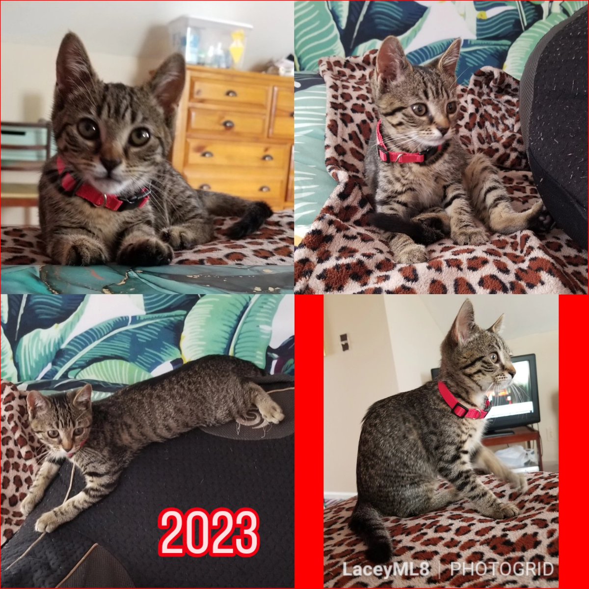 LaceyML8's tweet photo. National Kitten Day July 10th. Even though Caroline really isn't a Kitten anymore this was when she was a Kitten the 1st year of me having her in 2023. 🐱🐈🐈‍⬛💜❤️🥰💯 #Caroline #Kitten #NationalKittenDay https://t.co/TuFqSKI7Tv