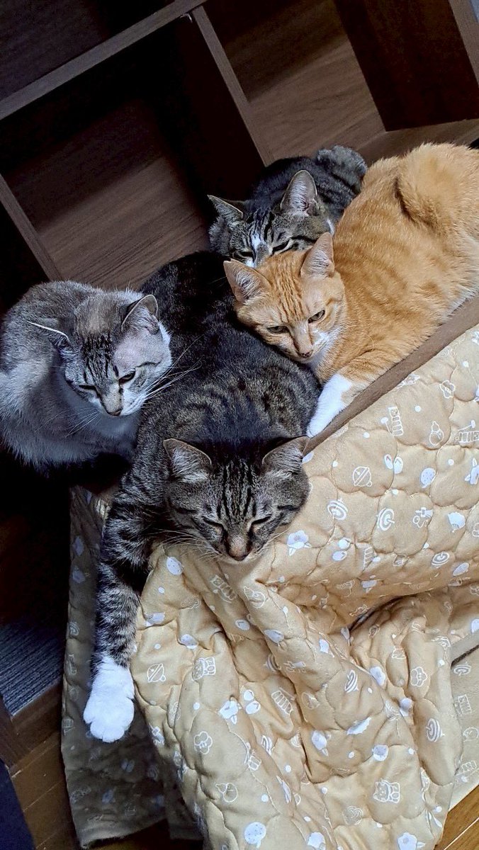 nekohige22's tweet image. 涼しい日は、こたつ大人気✨