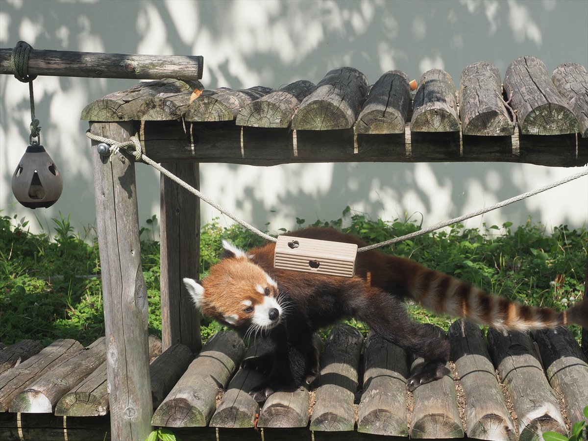 kyotoshidoubut1's tweet photo. レッサーパンダのミーミーが8歳になりました。今年も妊娠には至りませんでしたが、来年、またチャレンジしたいと思います。
#京都市動物園 #kyotocityzoo #レッサーパンダ #ミーミー #誕生日 #8歳 #繁殖 #挑戦 #redpanda #miーmiー #Happtbirthday #8yrs #breeding #challenge https://t.co/E24q4xK0wv