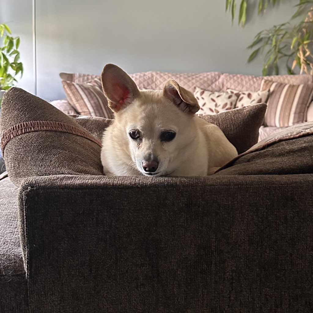 David-Desyrée Sherwood 🍞🌹🧱 (@desyreesims) on Twitter photo buddy: sweet but judgmental, possibly a cat, former alcoholic, and hates amazon trucks with a passion. definitely a member of <a href="/breadrosesDSA/">Bread & Roses DSA</a>. buddy: sweet but judgmental, possibly a cat, former alcoholic, and hates amazon trucks with a passion. definitely a member of <a href="/breadrosesDSA/">Bread & Roses DSA</a>.