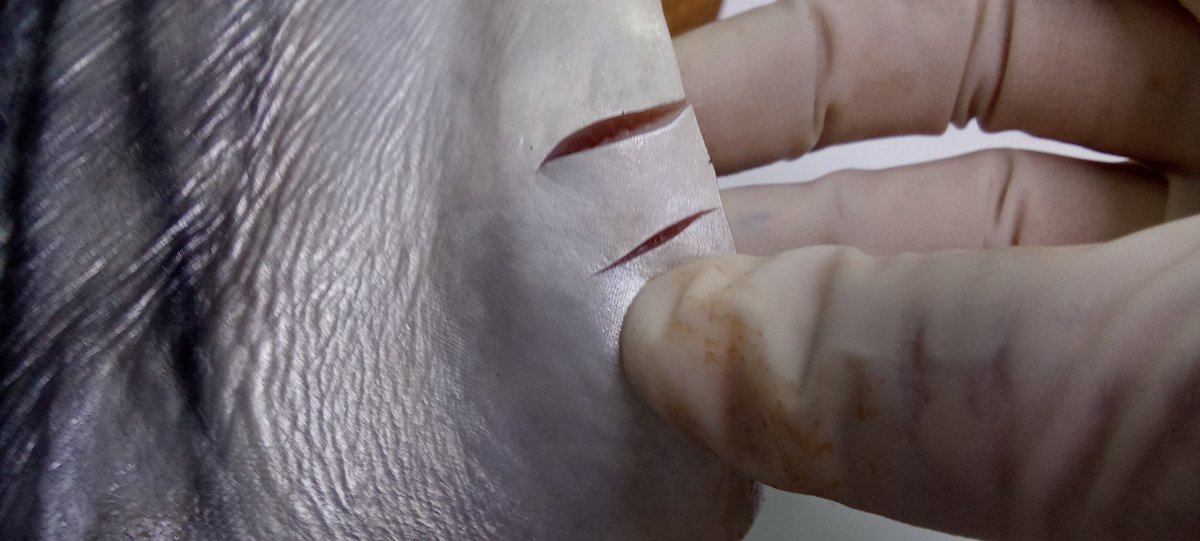 Fish hits styro and beans