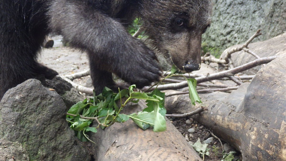 bearpark_jp's tweet image. これは私の野草よ!✨
#モコロ #実は食いしんぼう #野草
#のぼりべつクマ牧場 #クマ牧場 #登別 #エゾヒグマ #北海道
#noboribetsubearpark #noboribetsu #brownbear #hokkaido