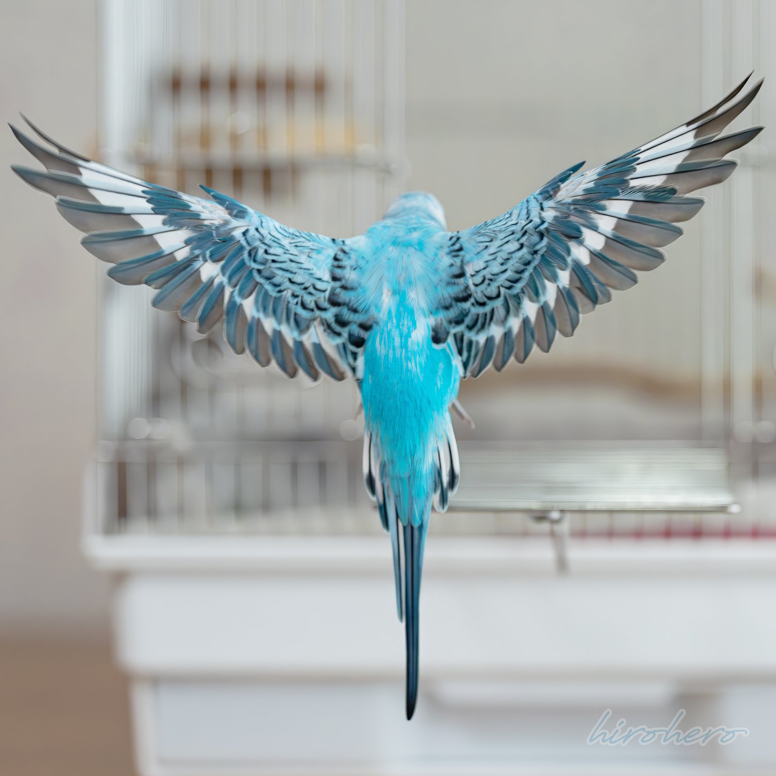 hiro　　アネモネ、信長、インコ hiro アネモネ、信長、インコ Here is a cheerful parakeet who