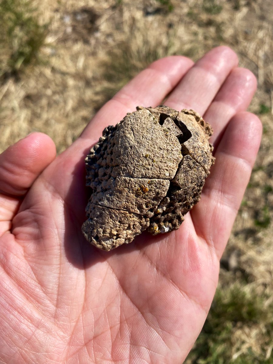 David Evans tweet media